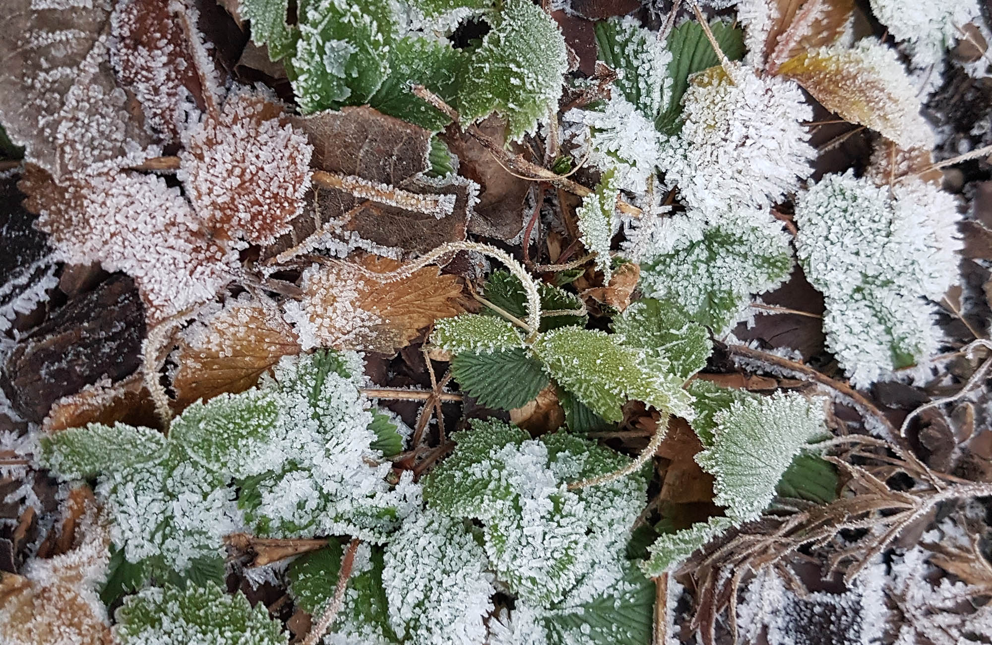 Winter bei Natürlich Bluemig