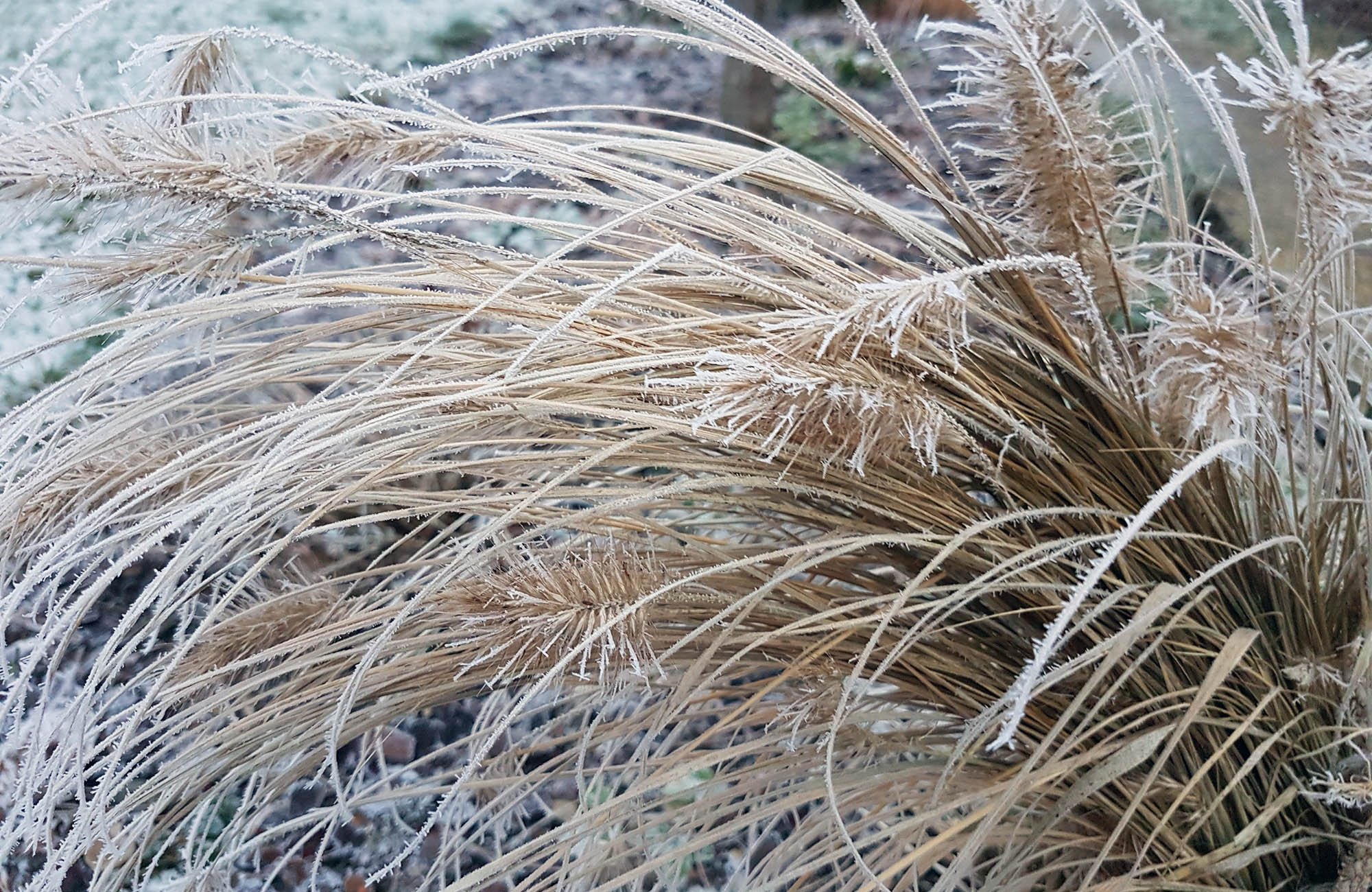 Winter bei Natürlich Bluemig